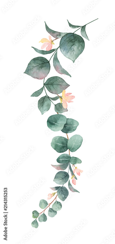 水彩矢量手绘银元桉树叶和粉色花朵。