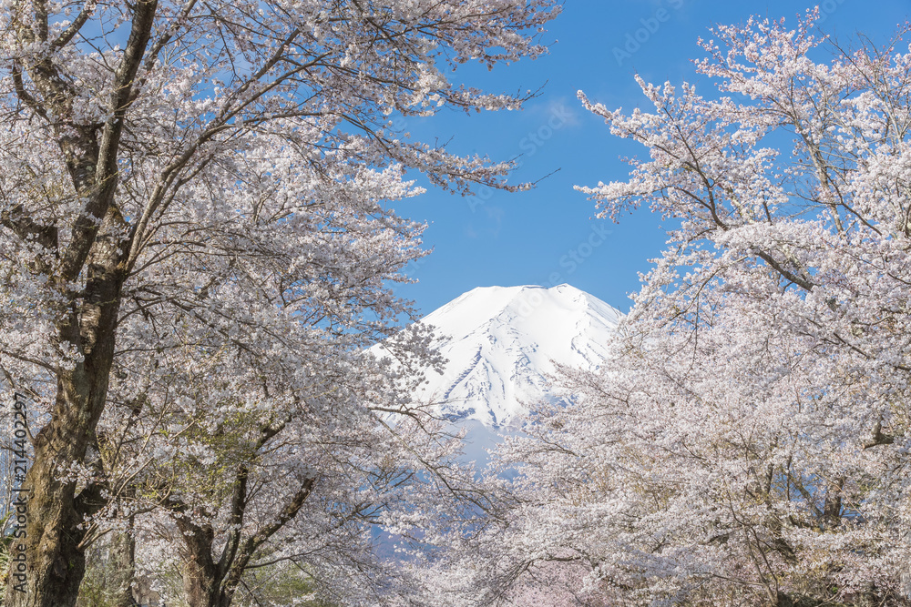 Oshino Hakkai的樱花树和富士山在春季