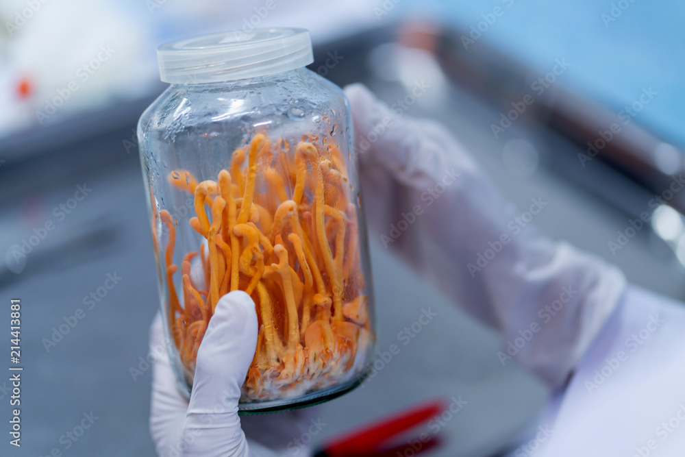 expert scientist test and develop golden yellow cordyceps in laboratory with care and concentrate he
