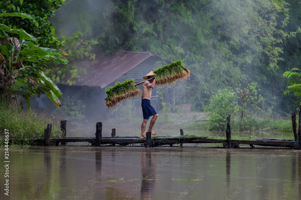 亚洲农民在雨季种植水稻