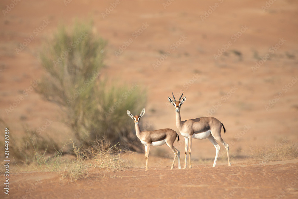 沙漠沙丘中的山地瞪羚母子。