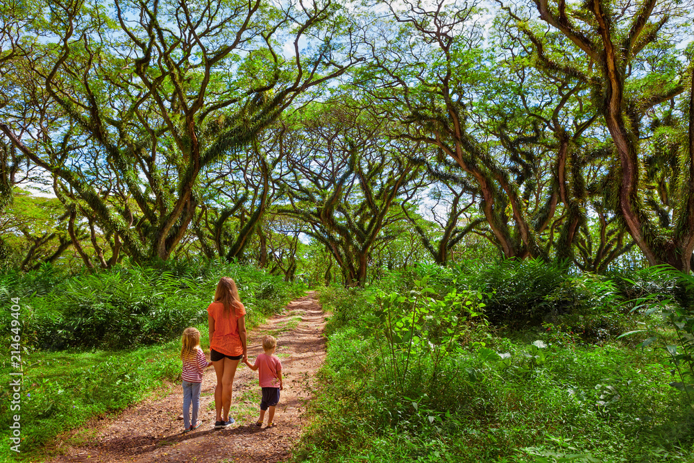 古老森林中绿色树冠下的一家人。林地走过树干、树枝巨大的大树