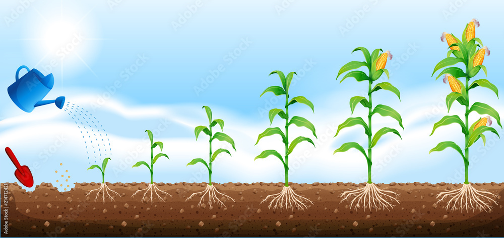 A set of corn development