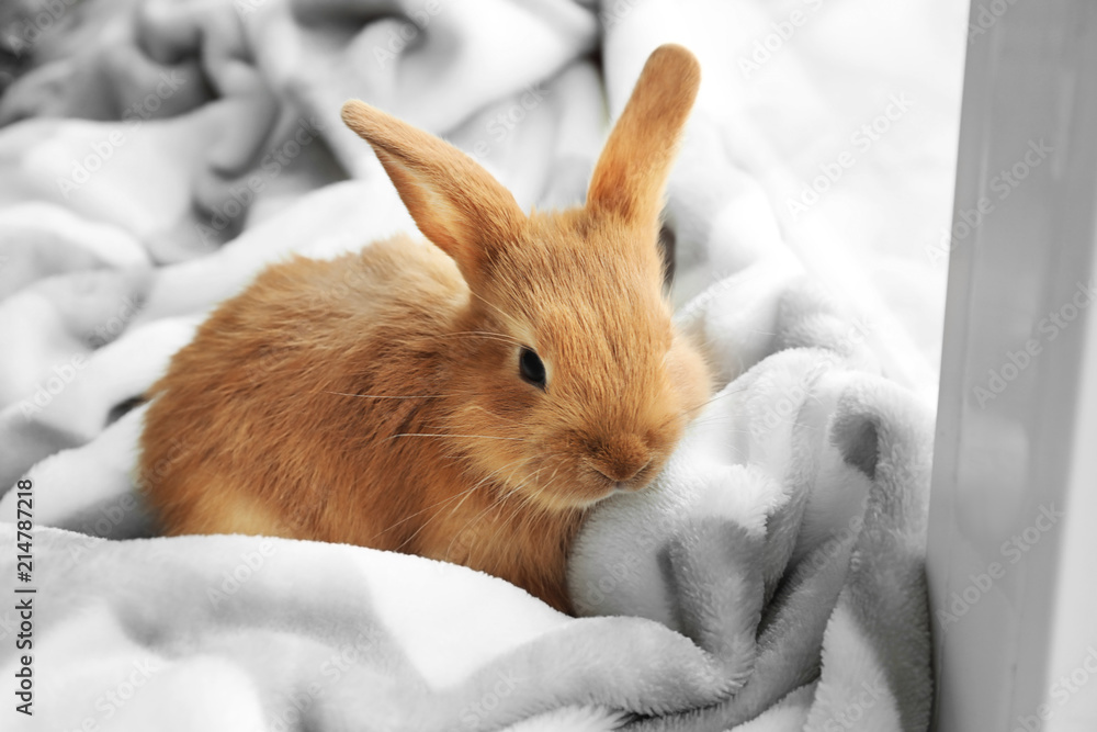 家里窗台上可爱的毛绒兔子