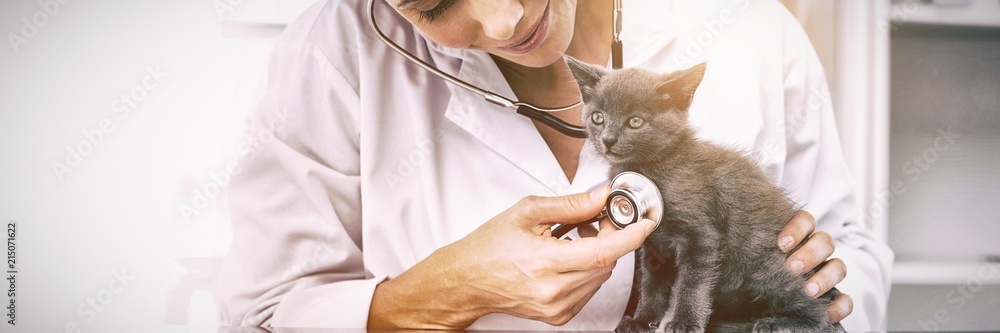 兽医用听诊器检查小猫