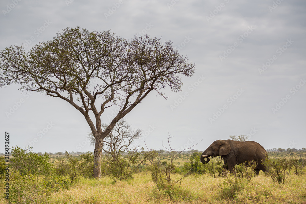 一头大象在一棵大树附近进食的广角镜头