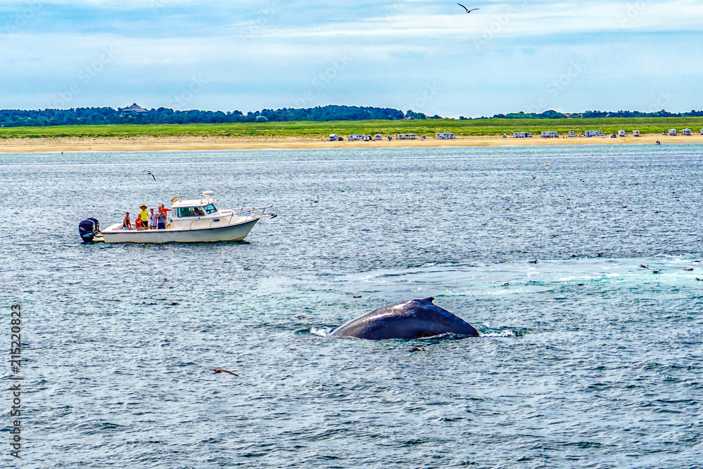 船和鲸鱼，美国马萨诸塞州科德角