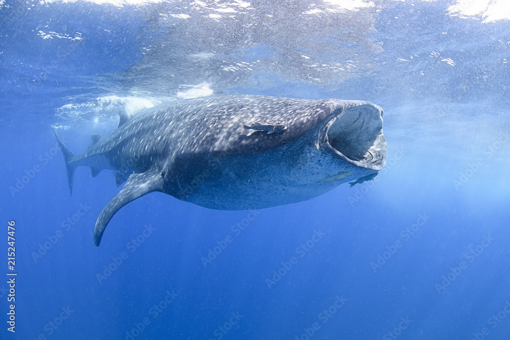 鲸鲨在墨西哥穆杰雷斯岛海面游泳和觅食