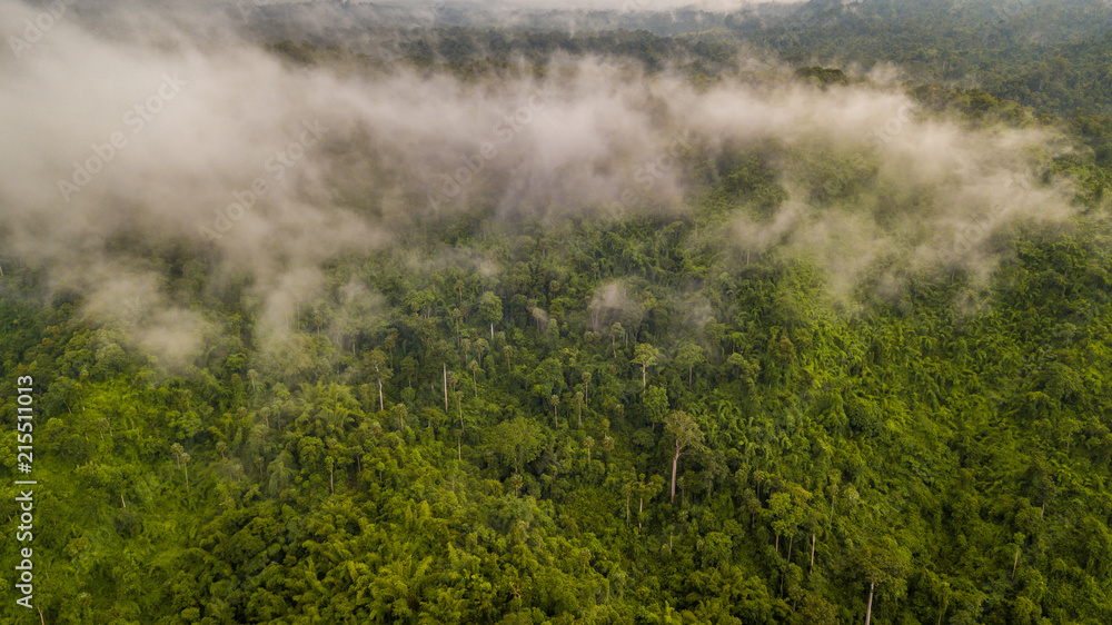 鸟瞰热带雨林，热带雨林景观中雾笼罩的山脉。