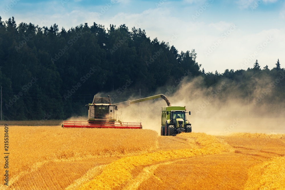 作物收获-联合收割机将谷物装载在拖拉机拖车上