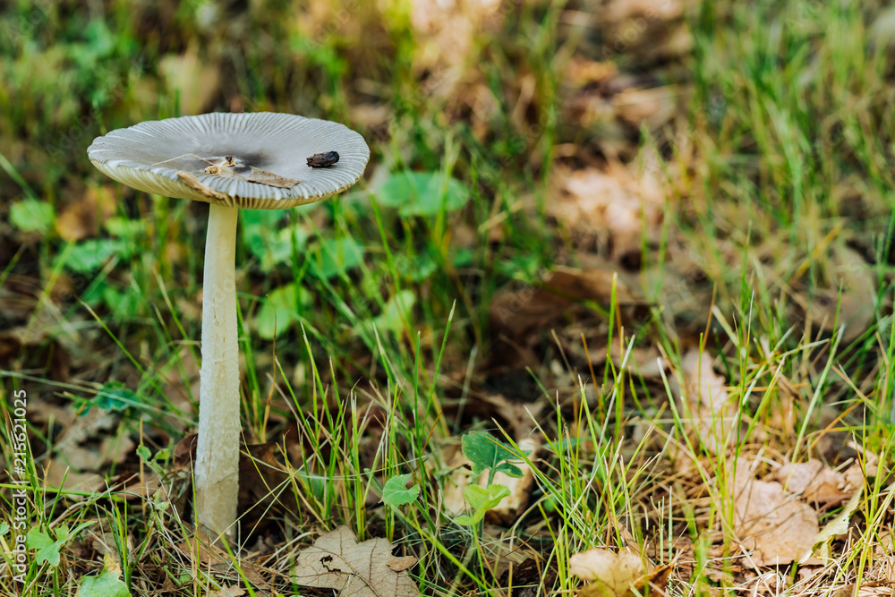 森林中绿草中的毒蘑菇特写