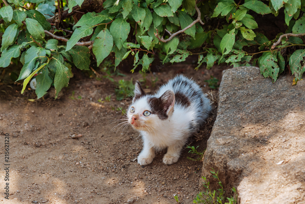 坐在灌木丛中的一只瘦弱的流浪小猫。街上无家可归的猫。