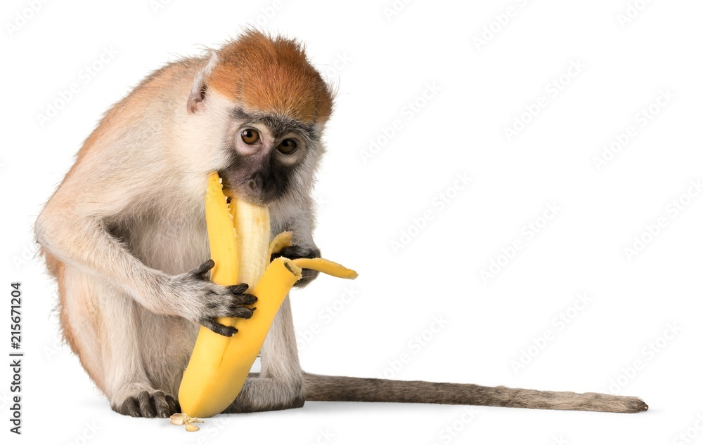 猴子吃香蕉-隔离