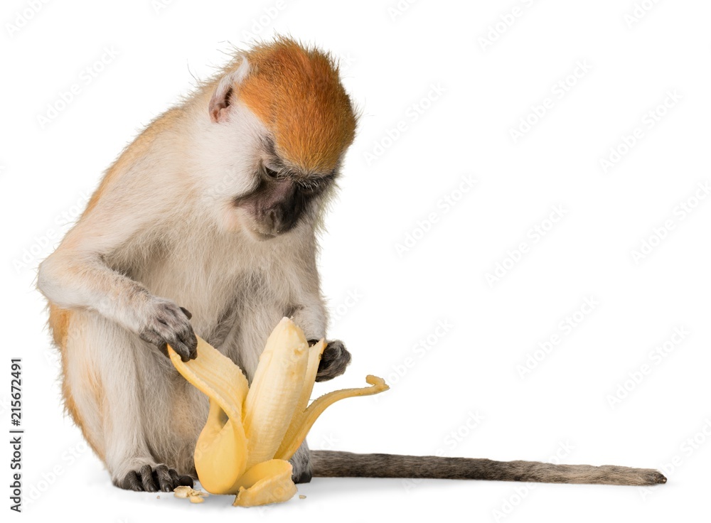 猴子去皮香蕉-隔离