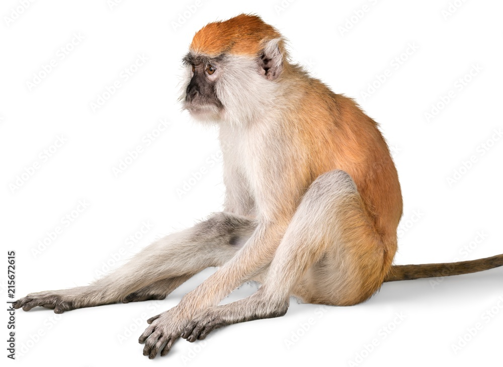 猴子坐着-隔离
