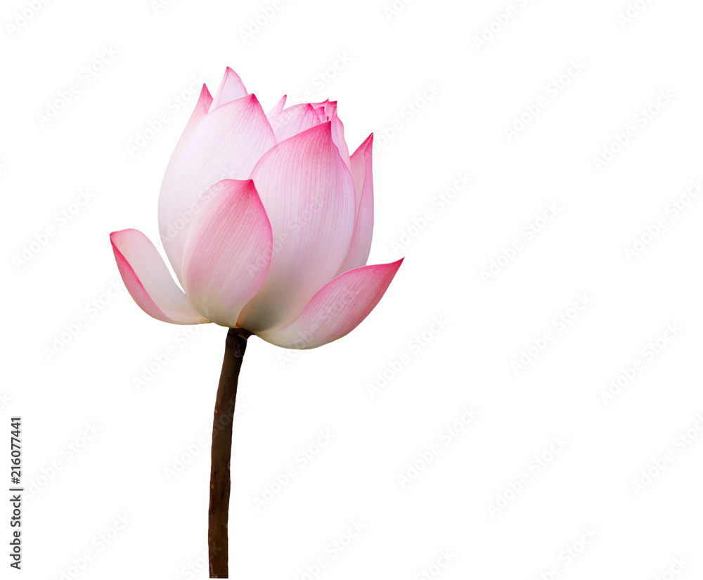 白色背景上的粉色莲花隔离物