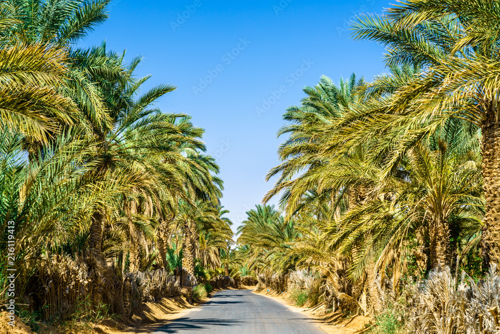 阿尔及利亚塔马钦绿洲之路