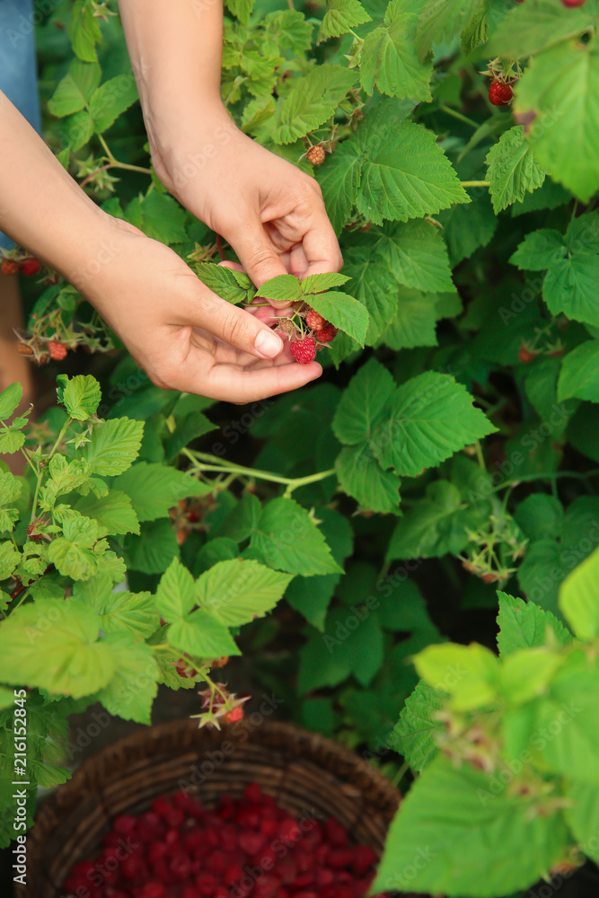 女人在花园里采摘成熟的树莓