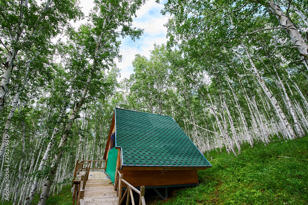 白桦林中的小屋。