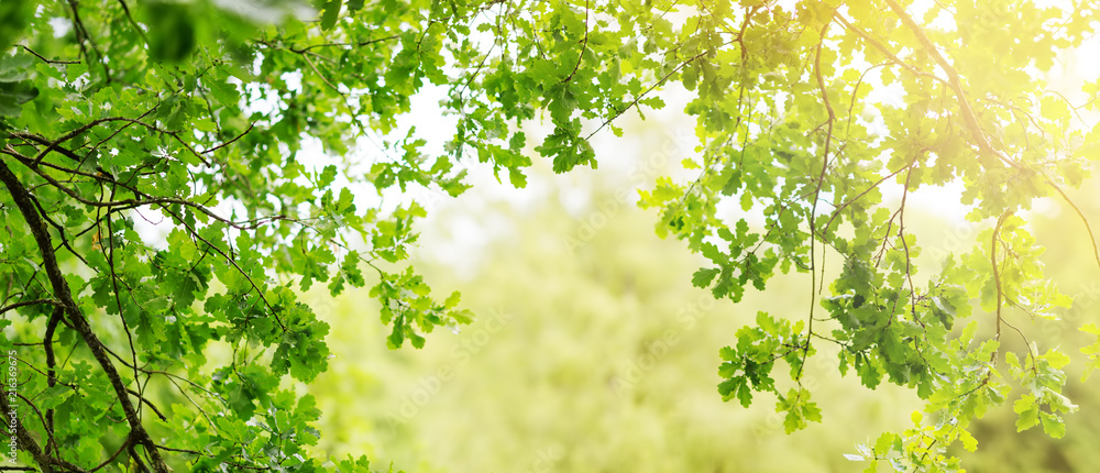 夏天的背景是橡树，阳光明媚。绿叶