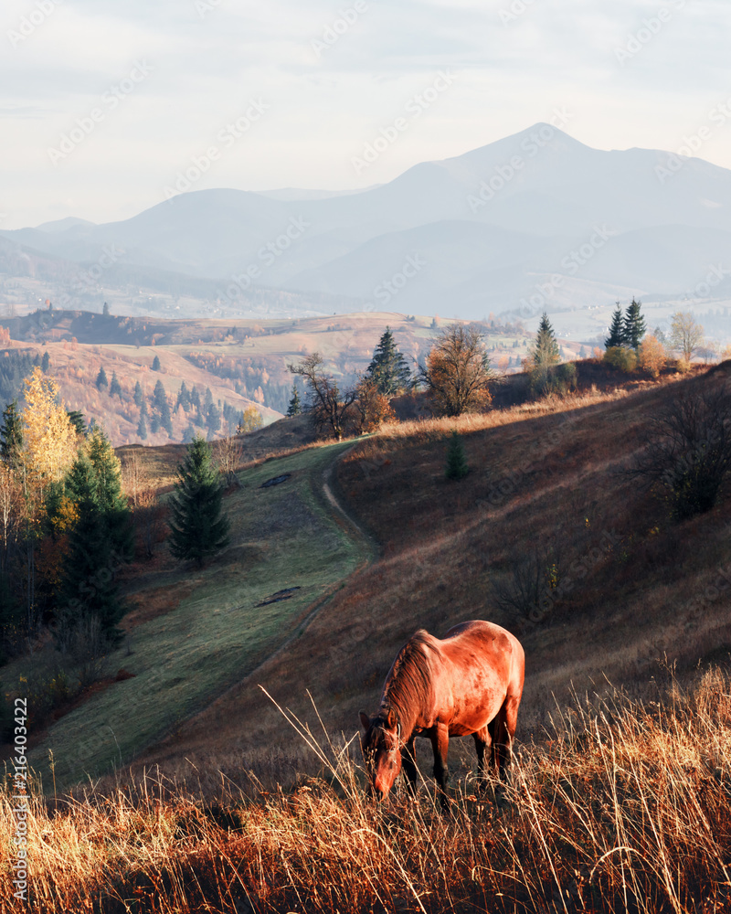 山谷中雾蒙蒙的草地上的马。风景摄影