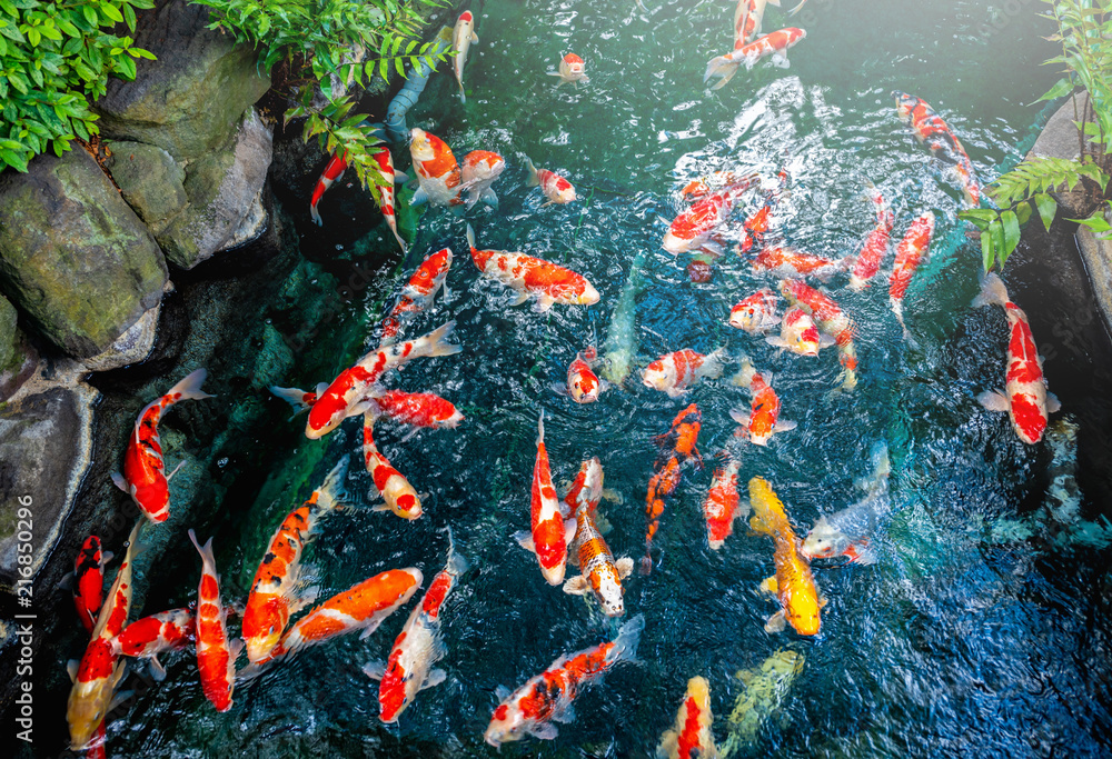 五颜六色的鲤鱼（日本鱼）在花园的池塘里游泳。