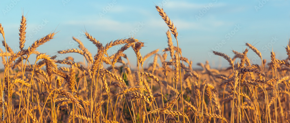 Ripe ears of wheat lit by the morning sunlight.