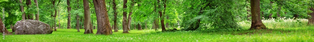 公园全景，绿树成荫。夏天的树林