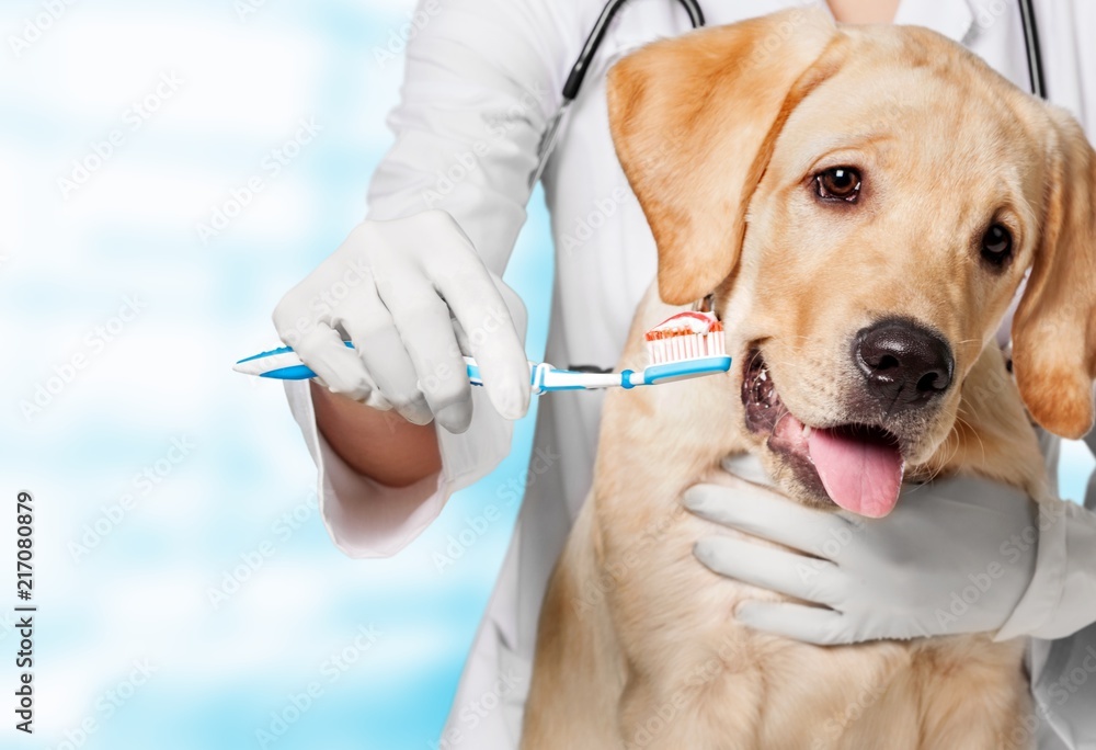 医生为狗狗刷牙进行牙科护理