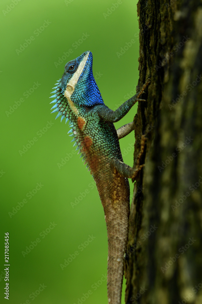 美丽的蓝色变色龙，身上有红色斑点，棕色的尾巴贴在树上，颜色很模糊