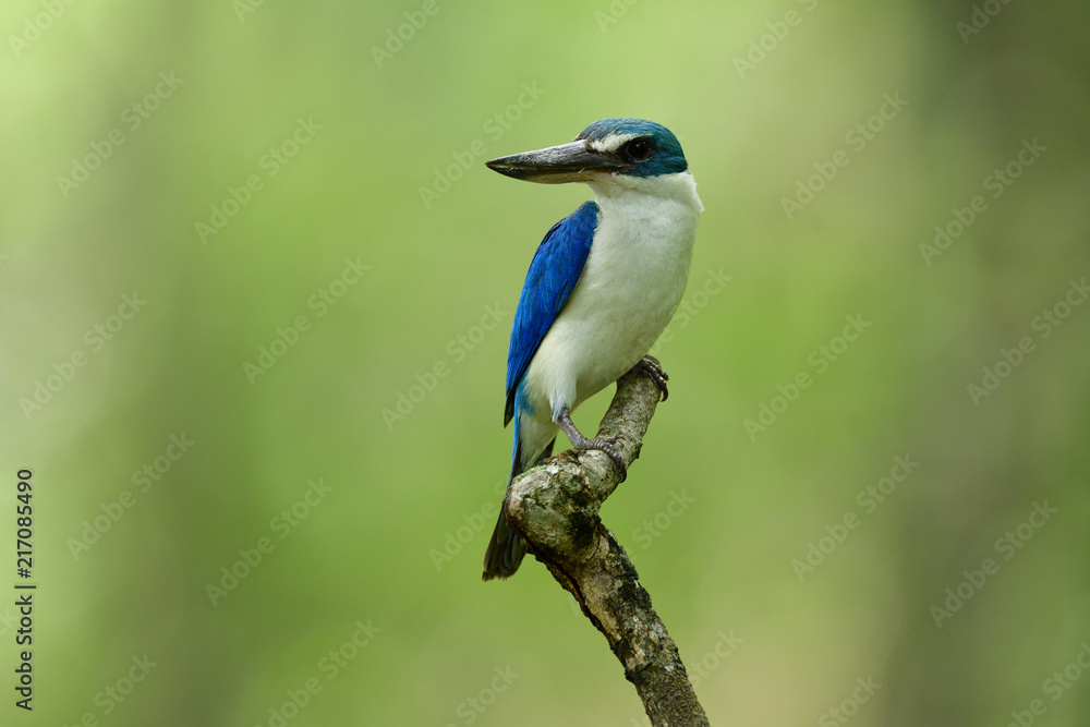 美丽的明亮的蓝白相间的鸟，有大喙，栖息在亮绿色背景上的木棍上