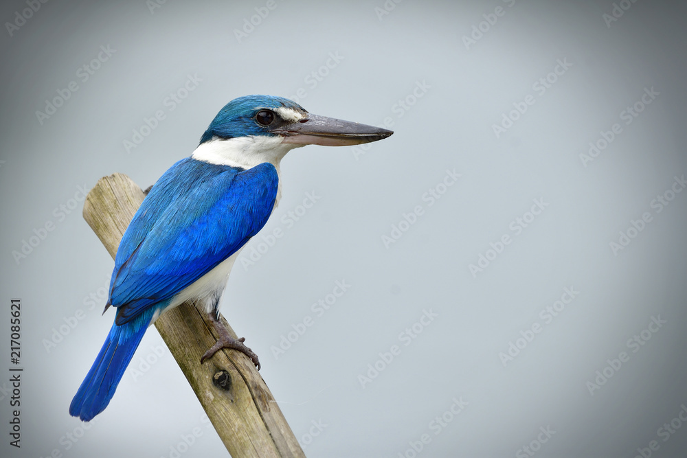 美丽的领翠鸟（Todiramphus chloris）栖息在木制p上的不切实际的白色和蓝色鸟类