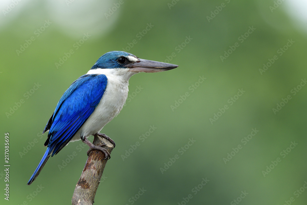 美丽的白蓝相间的鸟栖息在木杆上，在溪流中钓鱼，背部呈模糊的绿色