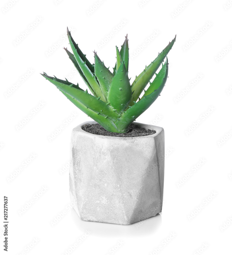 Flowerpot with houseplant on white background