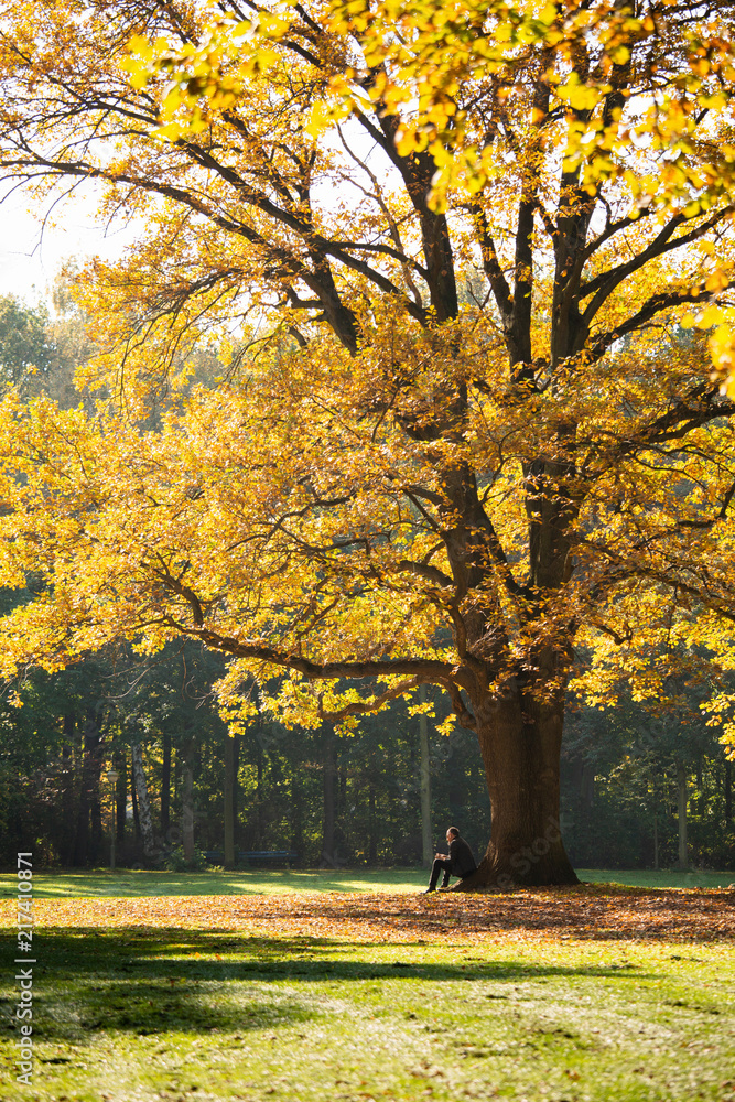 留胡子的男人坐在秋天公园里一棵美丽的树下
