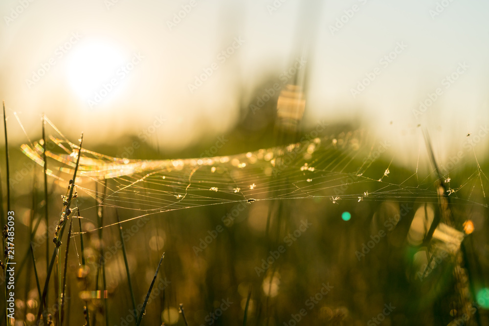 Spider web in beautiful sunset light