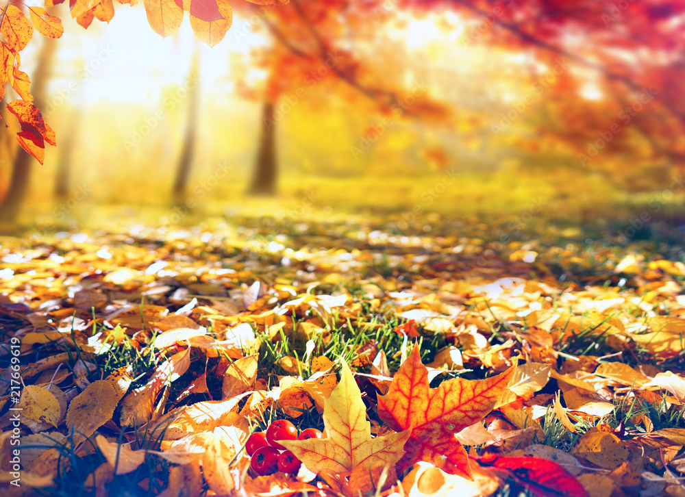 阳光明媚的早晨，秋天公园草地上的秋天五颜六色的橙色和黄色落叶