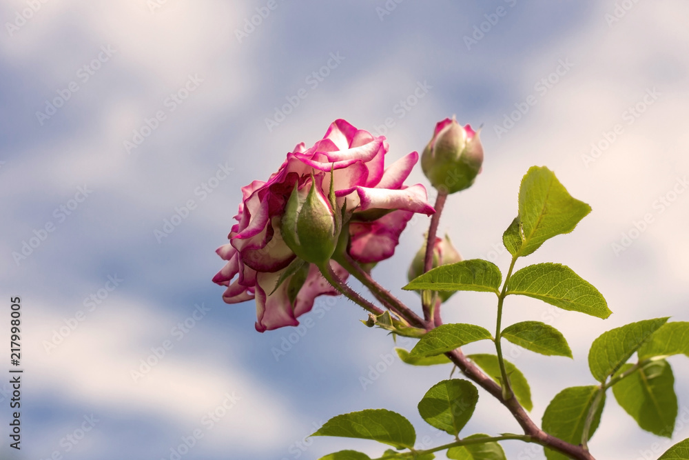 空中背景的花园粉色玫瑰