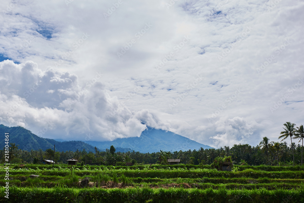 印尼巴厘岛的水稻梯田。山上的绿色稻田梯田。水稻种植。