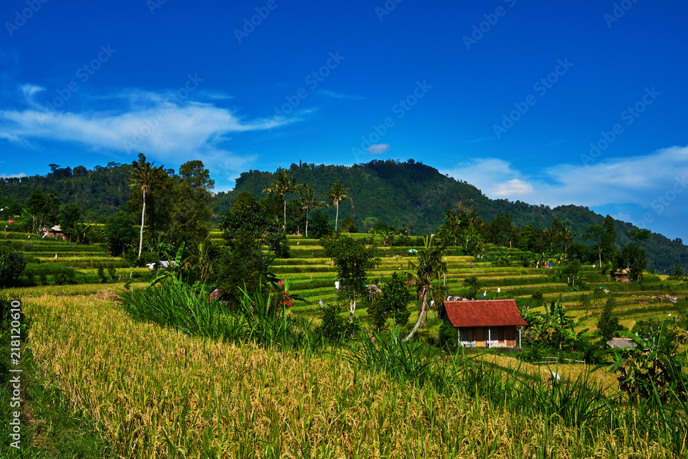 水稻梯田。传统的房屋和田地位于丘陵之间的山谷中。水稻种植。Be