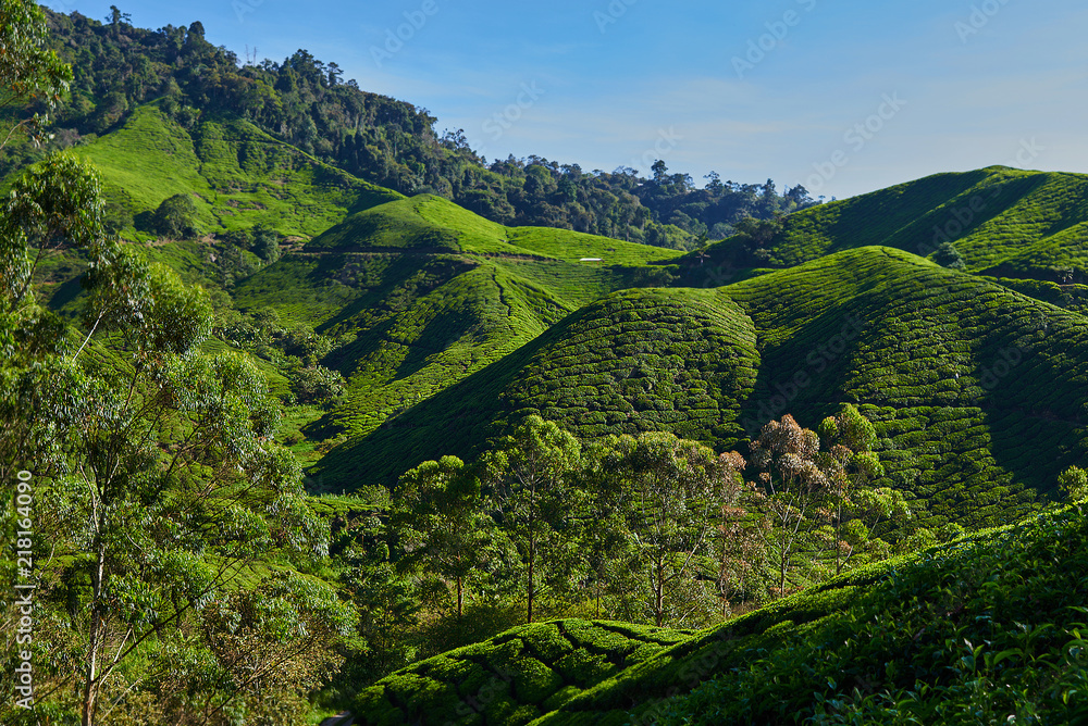 清晨的绿茶种植园，马来西亚卡麦隆高地。梯田农场郁郁葱葱的田野