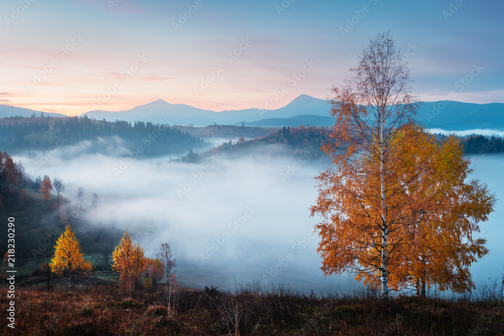 秋山上的神奇景象。奇妙的晨曦中的黄色和橙色树木。喀尔巴阡山