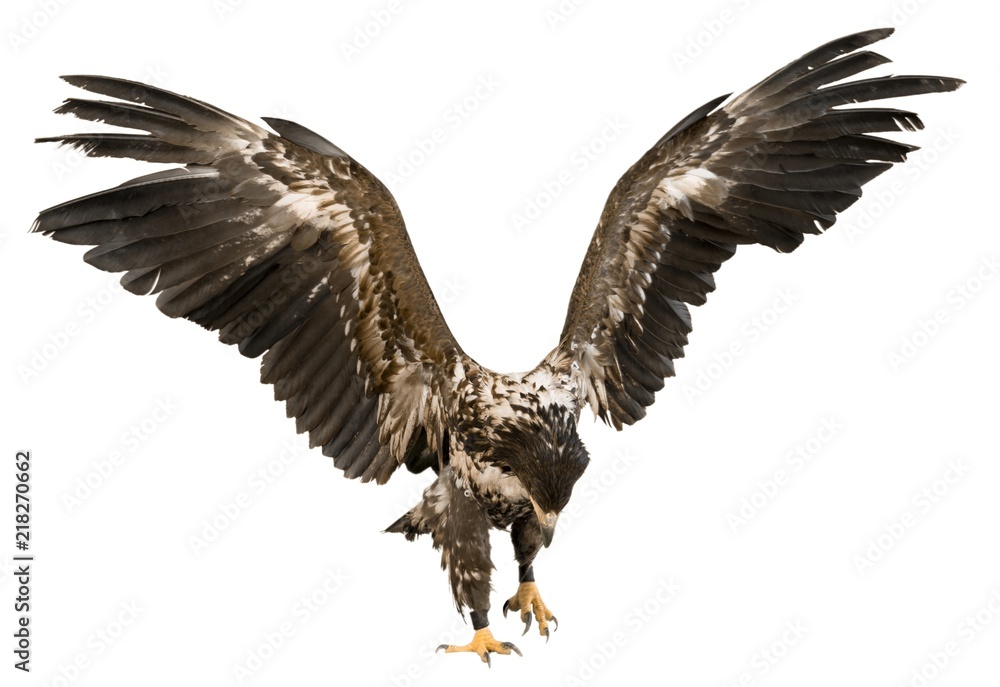 白色背景下展开翅膀的鹰