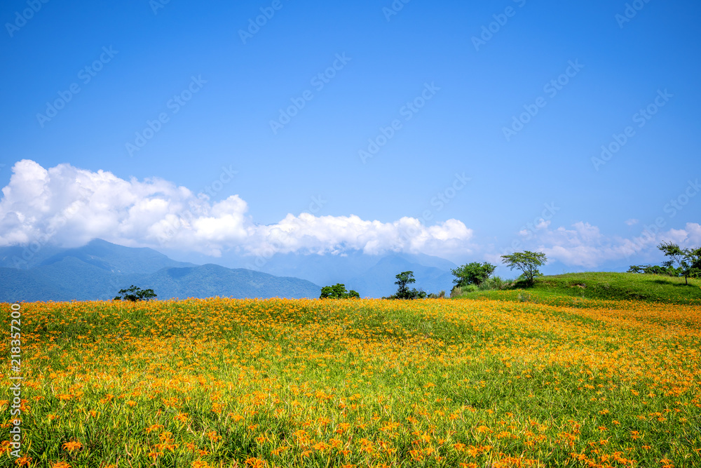 六十石山（柳石丹山）的橙色黄花菜（黄褐色黄花菜）花卉农场，带有蓝色s