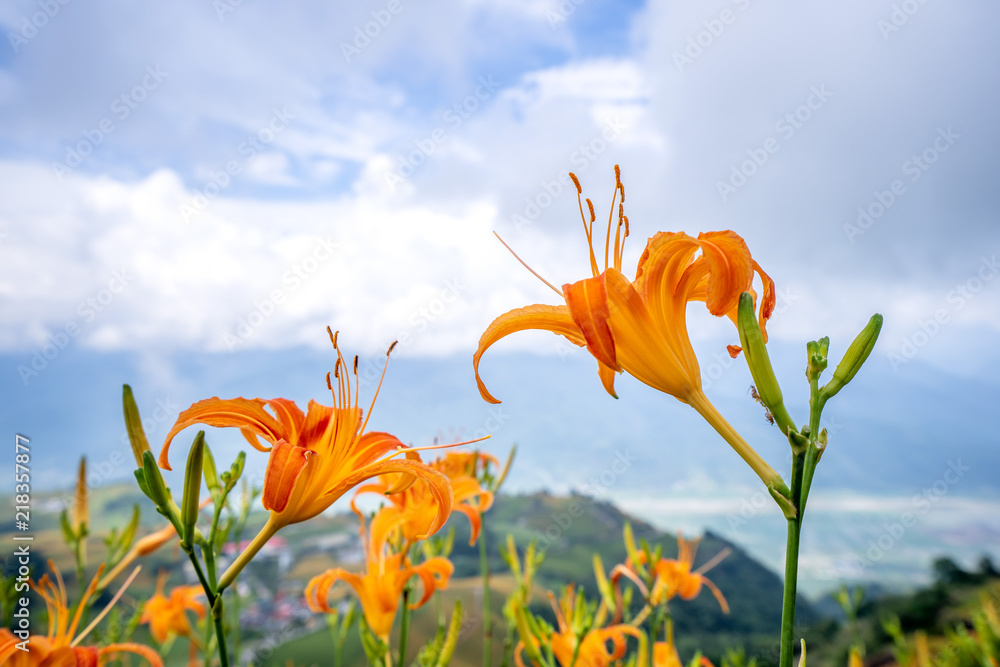 橙色的黄花（茶色的黄花）在整个六十石山（柳石丹山）上绽放