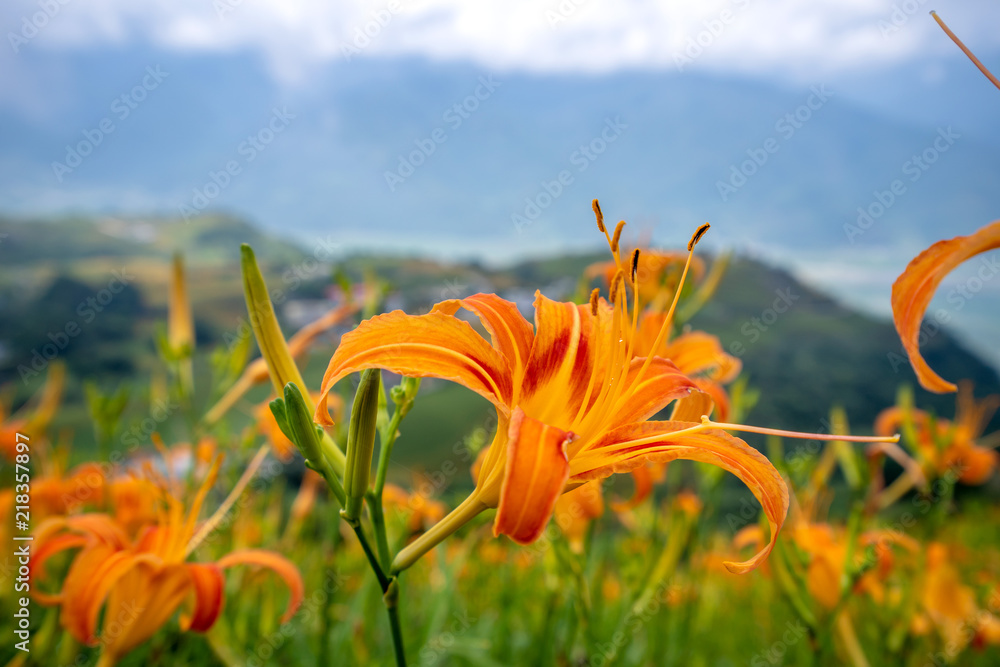 橙色的黄花（茶色的黄花）在整个六十石山（六石丹山）上绽放