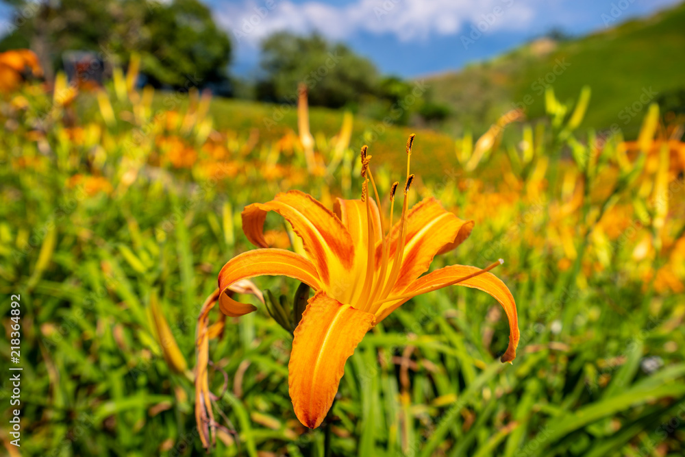 Orange daylily flower(Tawny daylily) bloom over the whole Mountain with the background of bright blu