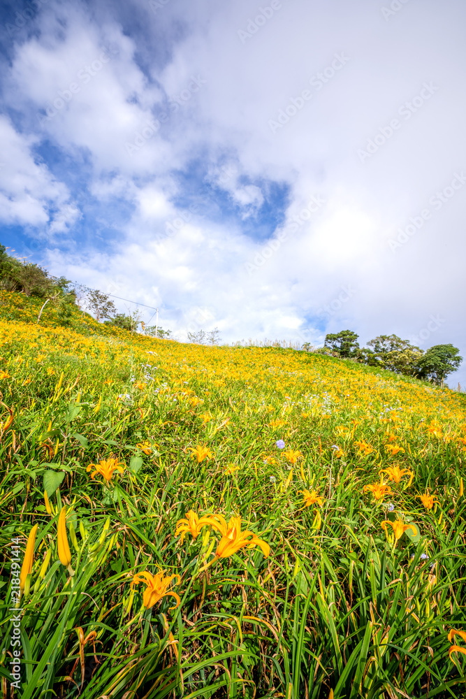 台东天马里山蓝天白云的桔黄色（茶色）花场，