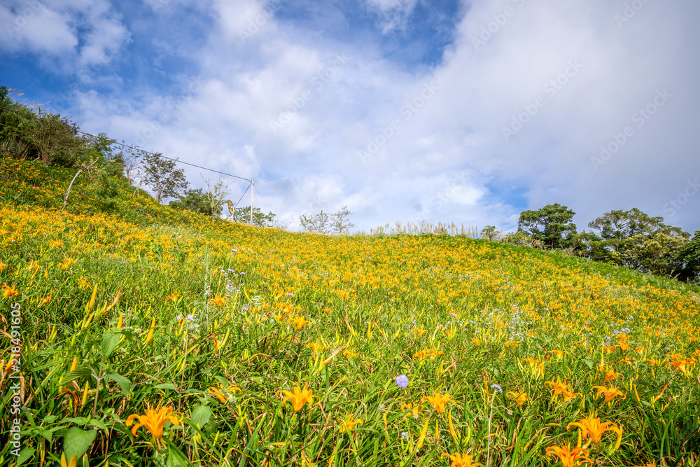 The Orange daylily(Tawny daylily) flower farm at Taimali Mountain with blue sky and cloud, Taitung, 