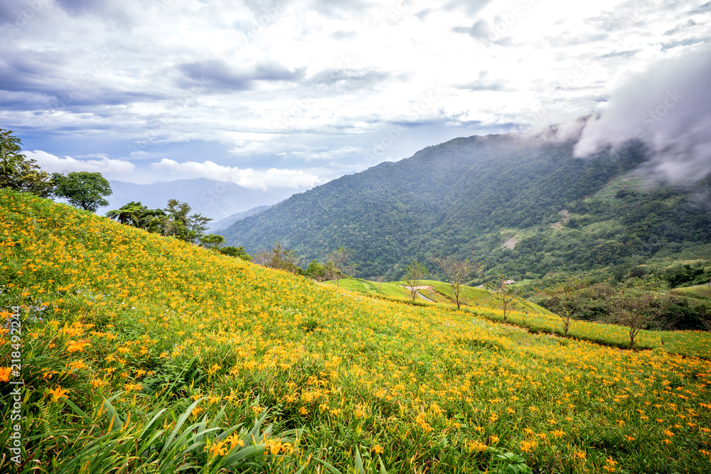 台东太麻里山蓝天白云的橙色黄花（黄褐色黄花）花卉农场